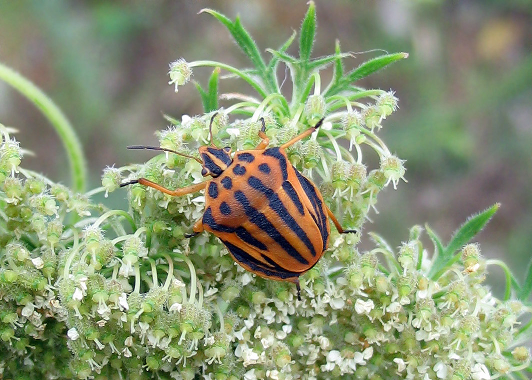 Graphosoma italicum, G.semipunctatum e Graphosoma???